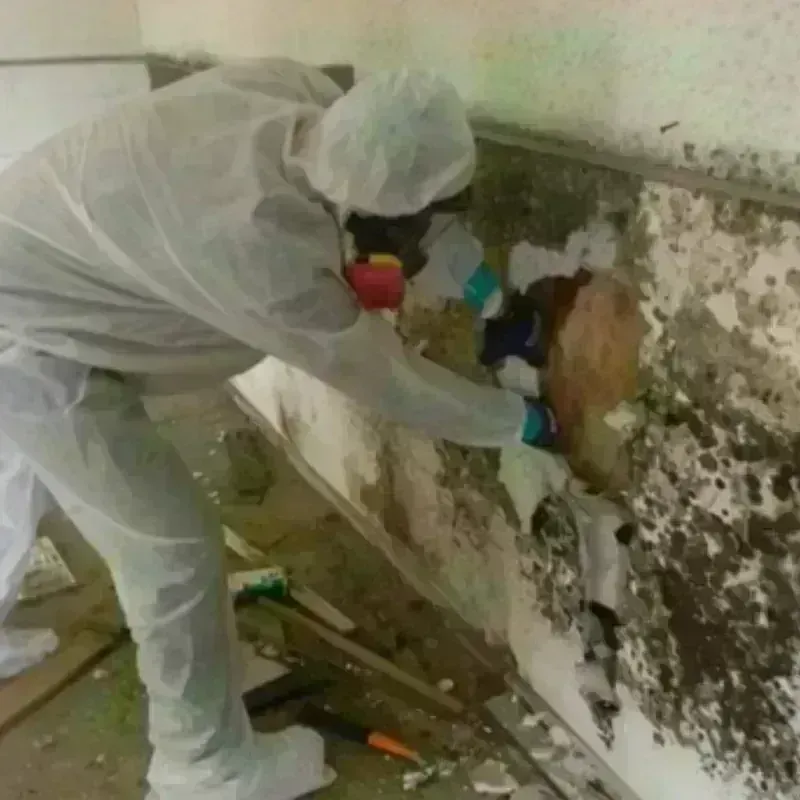 Mold Remediation and Removal in Collegedale, TN